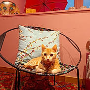 Yuki participe au concours pour gagner de l'argent avec cette photo : animal, carpet, cat, chair, colorful, cozy, cushion, decorative_plate, domestic, floor, floral_pattern, furniture, indoor, leash, orange_tabby, pet, pink_wall, red_umbrella, relaxed, window