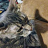 animal, brown, cat, close_up, comfortable, couch, curious, domestic, feline, fur, household, indoor, pet, relaxed, resting, rug, side_view, tabby, texture, whiskers