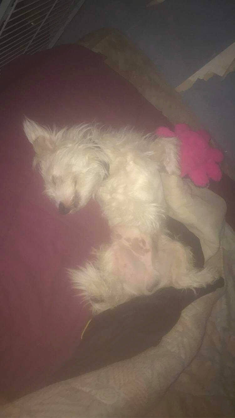 Roby a rejoint le concours — aidez-le/la à gagner de superbes lots ! carnivore, cloud, comfort, companion_dog, darkness, dog, dog_breed, fawn, felidae, fur, meteorological_phenomenon, paw, small_terrier, small_to_medium_sized_cats, snout, sporting_group, tail, tints_and_shades, toy_dog, whiskers