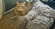 Bob is registered to the contest to win money with this photo: animal, cat, collar, companion, cozy, curious, cute, domestic_animal, floor, fluffy_bed, furniture, home, indoor, mammal, orange_cat, pet, relaxed, resting, soft_texture, tabby