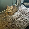 cat, tabby, orange_cat, pet, fluffy_bed, indoor, cozy, furniture, floor, curious, domestic_animal, collar, resting, soft_texture, home, relaxed, animal, cute, mammal, companion