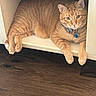 Bob is registered to the contest to win money with this photo: animal, cat, collar, cozy, cubicle, cute, domestic_animal, feline, fur, green_eyes, indoor, mammal, orange_tabby, paws, pet, relaxed, resting, tag, whiskers, wood_floor