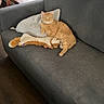 cat, orange_tabby, couch, pillow, plush_toy, living_room, furniture, window, curtains, floor, wood_floor, relaxing, pet, indoor, cozy, home, animal, resting, soft_toys, domestic_cat