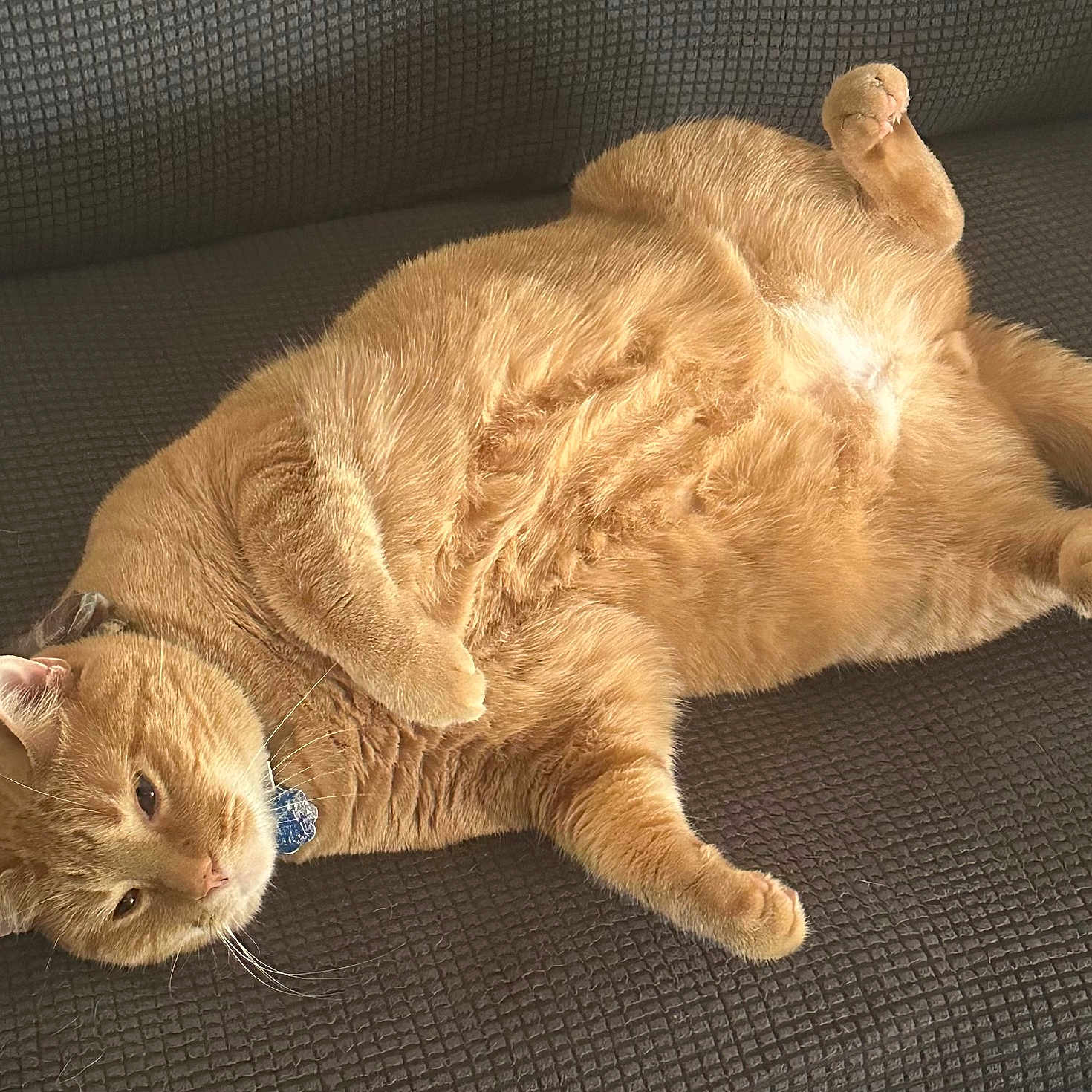 Bob