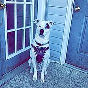 Walo is registered to the contest to win money with this photo: dog, white_dog, black_patch, sitting, porch, door, glass_door, blue_door, concrete_floor, dog_harness, pet, animal, outdoor, house_wall, waiting, alert, ears_up, collar, quiet, calm