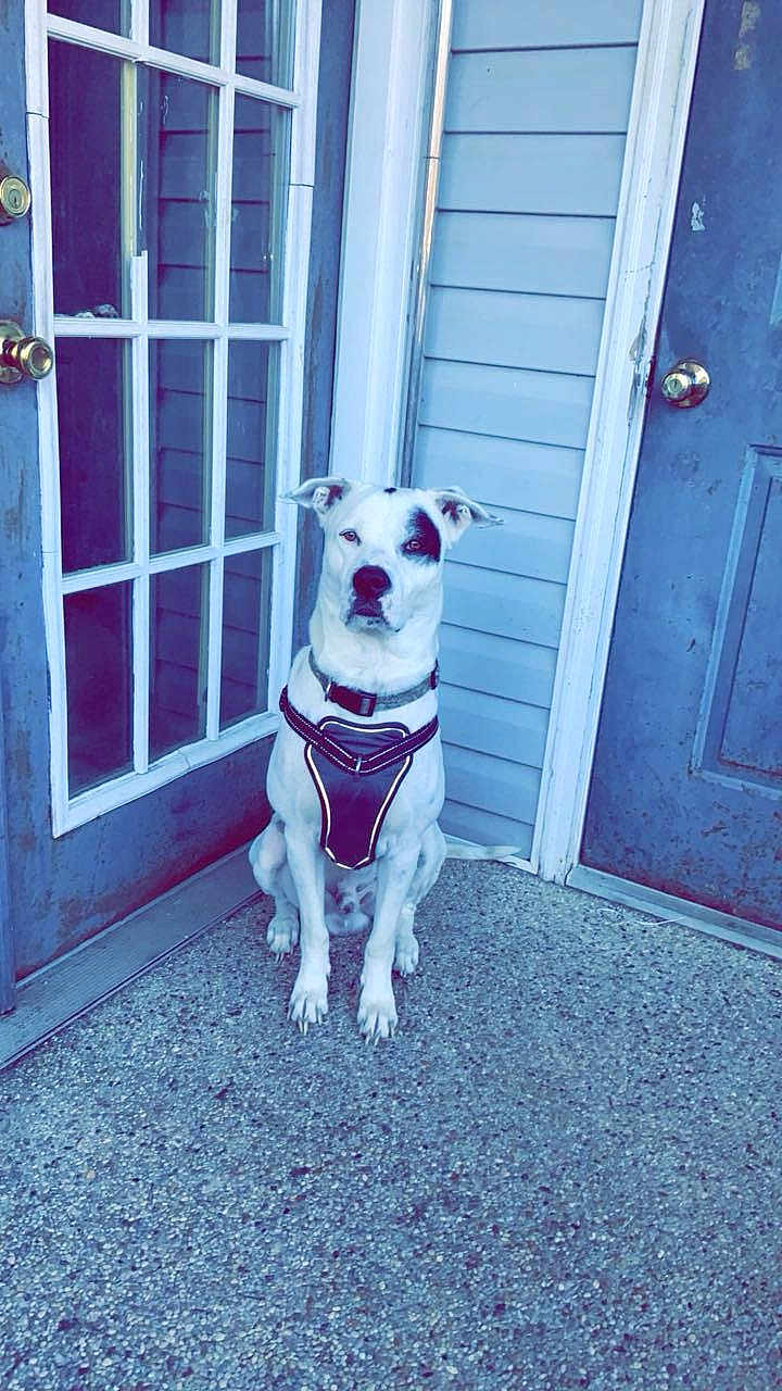 Walo is registered to the contest to win money with this photo: dog, white_dog, black_patch, sitting, porch, door, glass_door, blue_door, concrete_floor, dog_harness, pet, animal, outdoor, house_wall, waiting, alert, ears_up, collar, quiet, calm