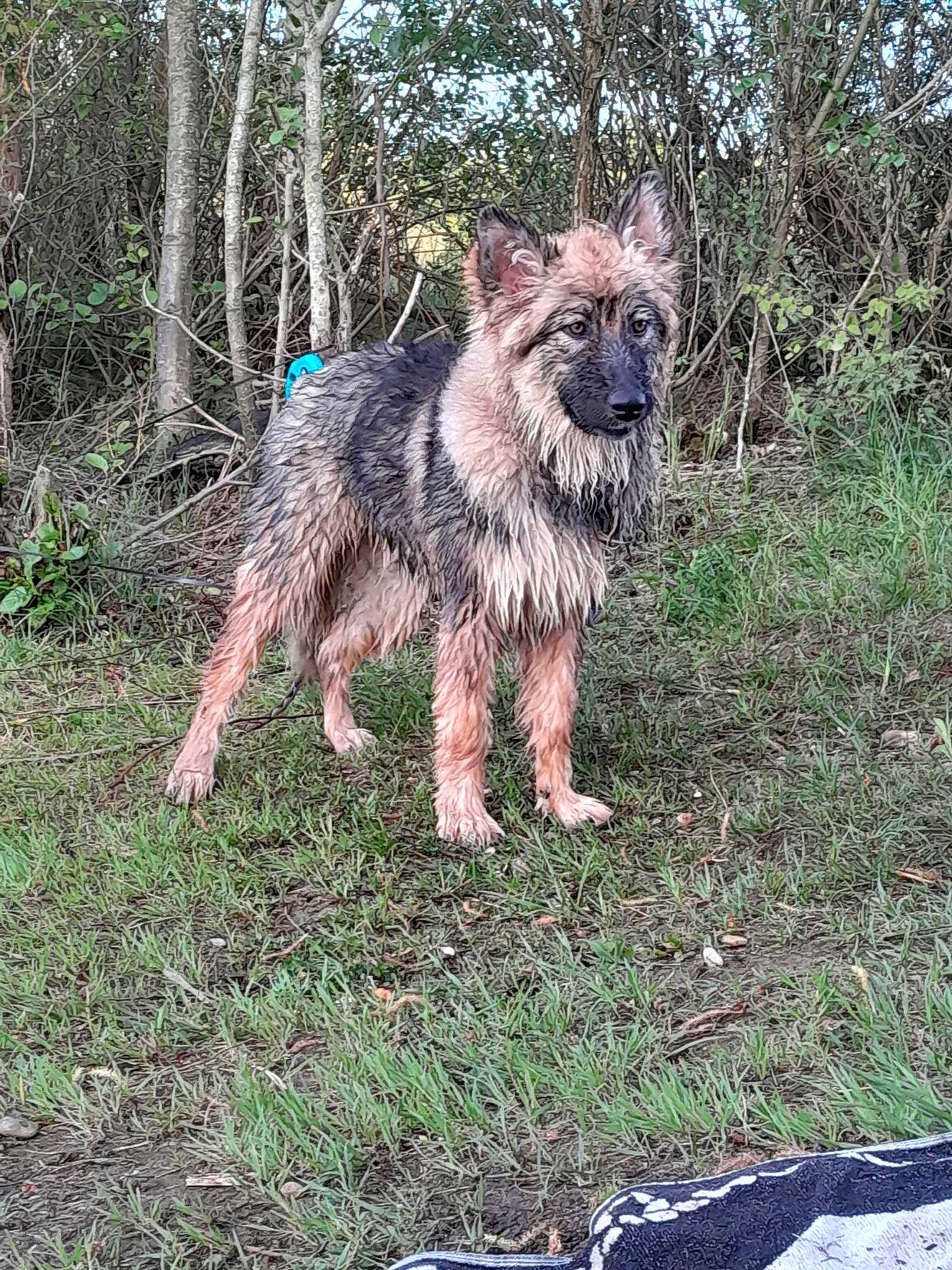 Thelia participe au concours pour gagner de l'argent avec cette photo : canidae, carnivore, companion_dog, dog, dog_breed, fur, grass, plant, small_terrier, snout, sporting_group, tail, terrestrial_animal, terrier, tree, water_dog, wildlife, working_dog
