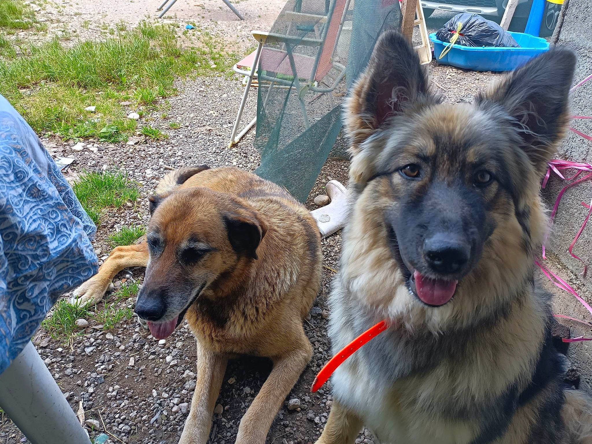 Thelia a rejoint le concours — aidez-le/la à gagner de superbes lots ! canidae, carnivore, collar, companion_dog, dog, dog_breed, dog_supply, east_european_shepherd, fawn, fur, german_shepherd_dog, herding_dog, king_shepherd, old_german_shepherd_dog, pet_supply, plant, snout, sporting_group, working_animal, working_dog