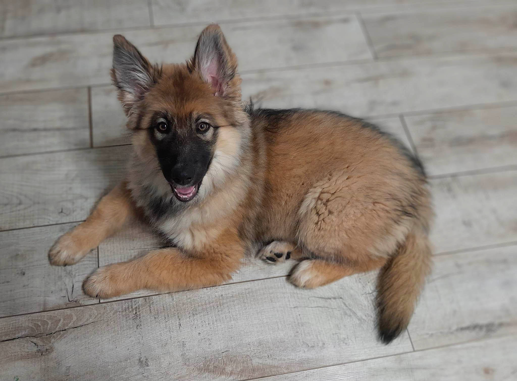 Thelia participe au concours pour gagner de l'argent avec cette photo : biting, canidae, carnivore, dog, dog_breed, fawn, fur, king_shepherd, old_german_shepherd_dog, snout, terrestrial_animal, whiskers, wildlife, working_dog