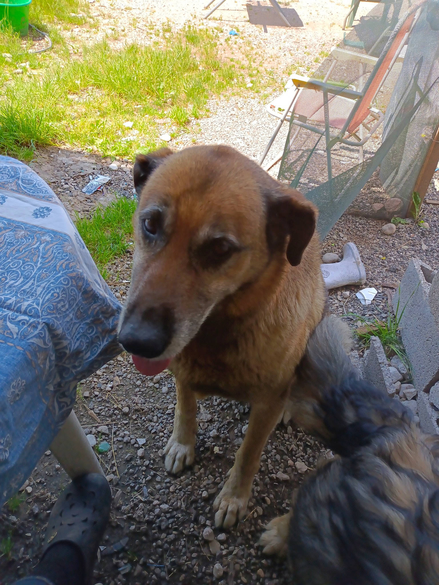 Patapouf participe au concours pour gagner de l'argent avec cette photo : canidae, carnivore, chair, companion_dog, dog, dog_breed, fawn, grass, outdoor_furniture, plant, soil, street_dog, terrestrial_animal, working_animal, working_dog