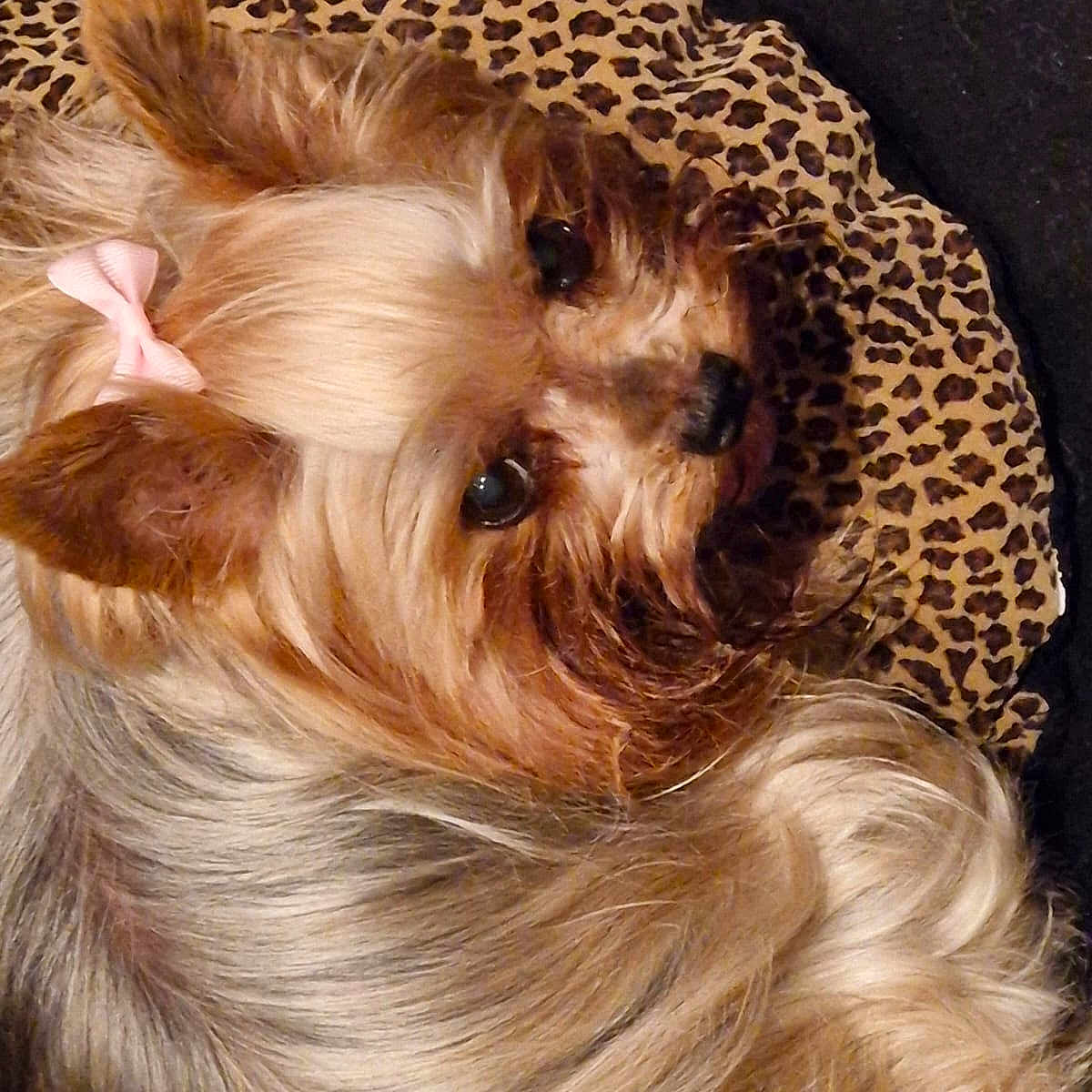 Janouk a rejoint le concours — aidez-le/la à gagner de superbes lots ! adorable, animal, bow, close_up, companion, cozy, cushion, cute, dog, domestic_dog, fluffy, fur, indoor, leopard_print, looking_up, pet, portrait, resting, small_dog, yorkshire_terrier