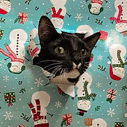 Dipsy is registered to the contest to win money with this photo: animal, background, black_cat, cat, christmas, closeup, curious, cute, face, festive, head, hole, holiday_theme, indoor, pets, playful, snowman, surprised, white_whiskers, wrapping_paper