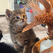 Theodore joined the competition — help win amazing prizes! kitten, tabby, cat, indoor, curious, fluffy, dried_flowers, vase, basket, soft_light, close_up, feline, pet, animal, home_decor, plant, cozy, carpet, domestic, cute