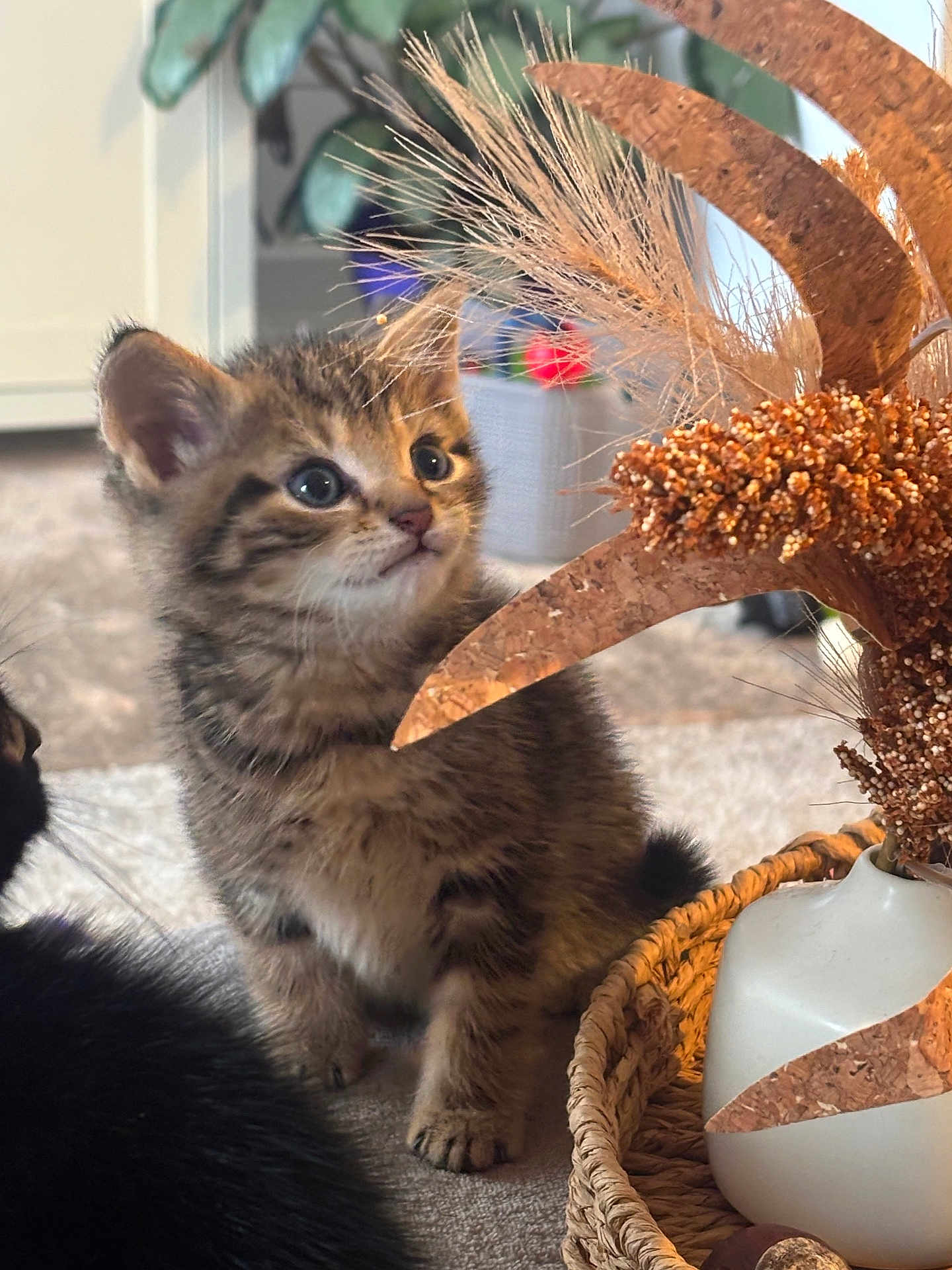 Theodore joined the competition — help win amazing prizes! kitten, tabby, cat, indoor, curious, fluffy, dried_flowers, vase, basket, soft_light, close_up, feline, pet, animal, home_decor, plant, cozy, carpet, domestic, cute
