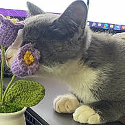 Ash joined the competition — help win amazing prizes! cat, close_up, computer, cozy, crocheted_flower, curious, desk, feline, gray_cat, green_leaf, home, indoor, paws, pet, potted_plant, purple_flower, screen, technology, white_cat, workspace