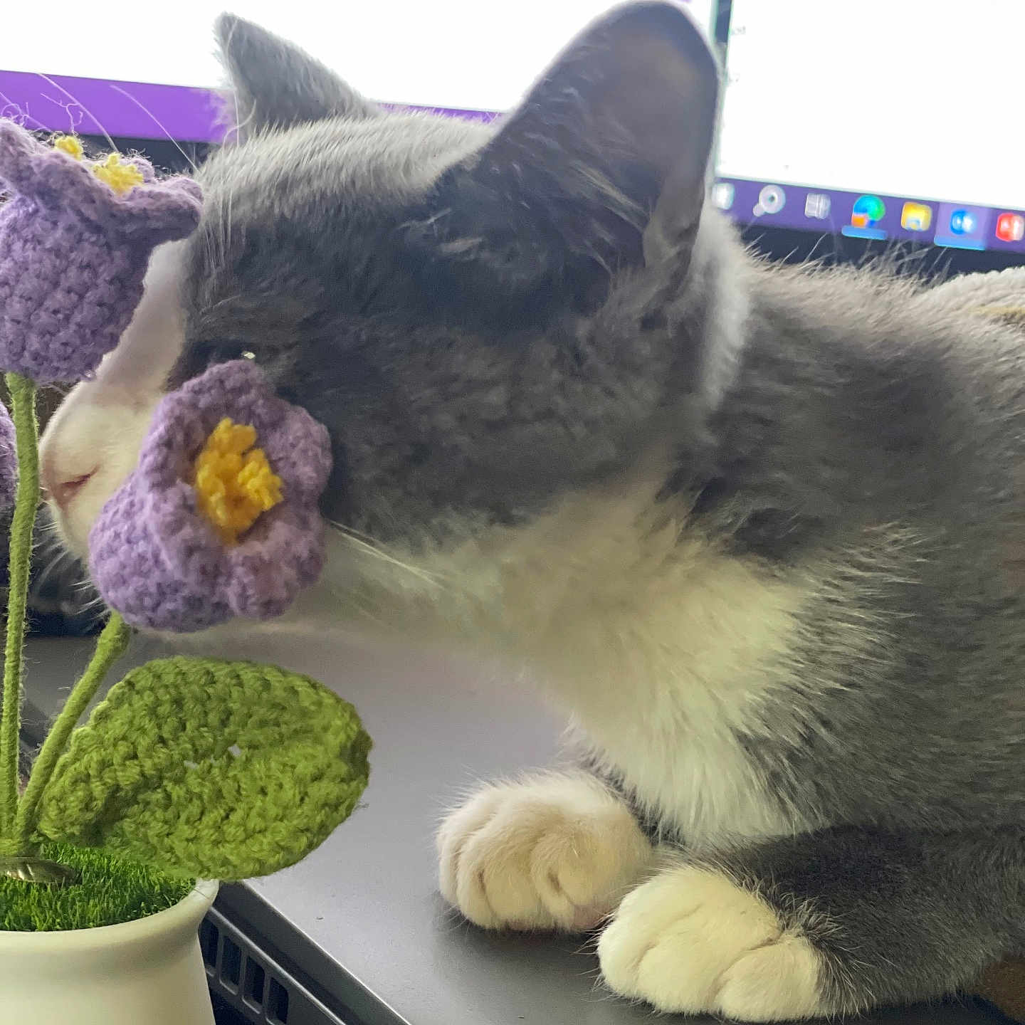 Ash joined the competition — help win amazing prizes! cat, close_up, computer, cozy, crocheted_flower, curious, desk, feline, gray_cat, green_leaf, home, indoor, paws, pet, potted_plant, purple_flower, screen, technology, white_cat, workspace