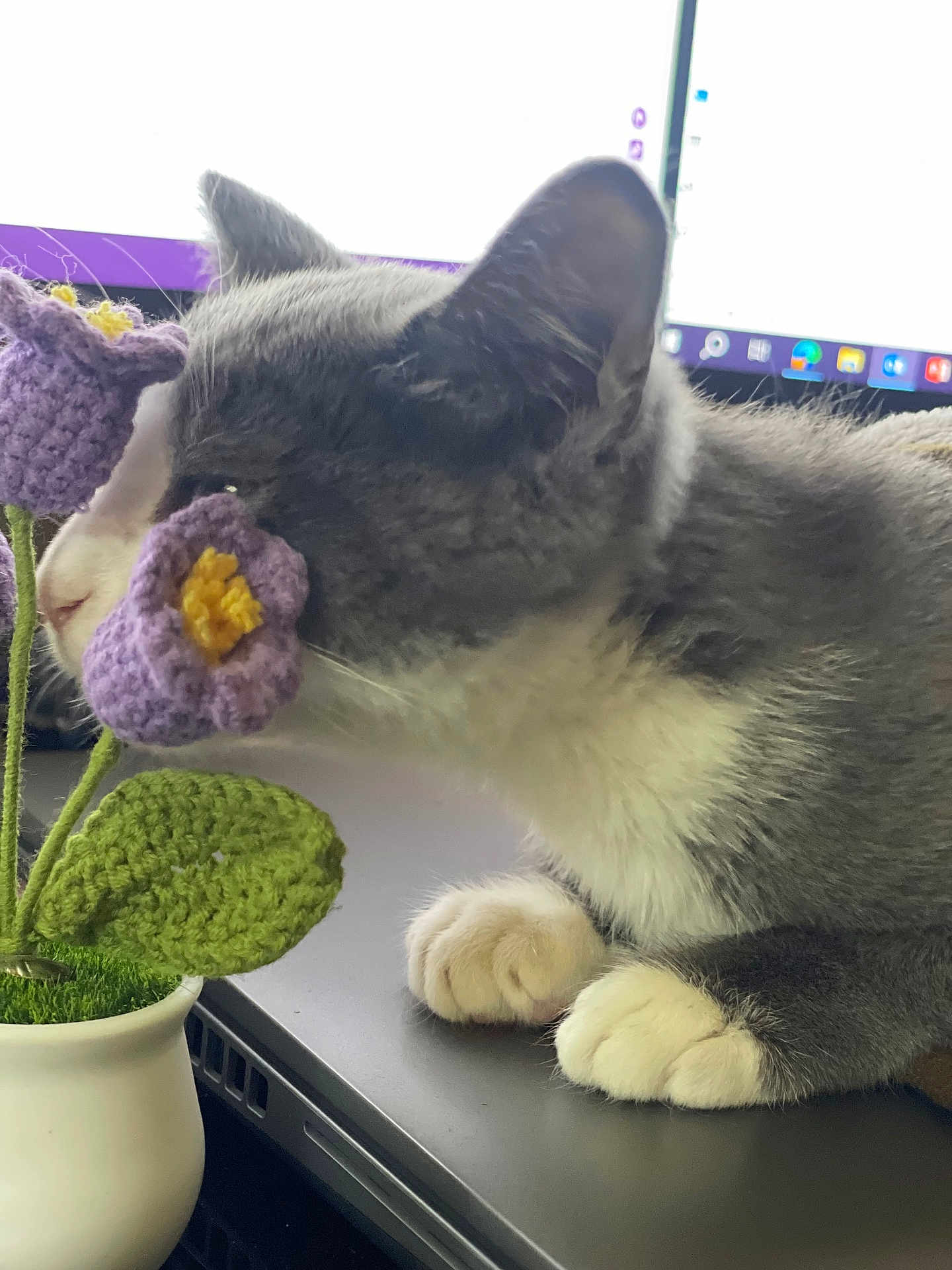 Ash joined the competition — help win amazing prizes! cat, close_up, computer, cozy, crocheted_flower, curious, desk, feline, gray_cat, green_leaf, home, indoor, paws, pet, potted_plant, purple_flower, screen, technology, white_cat, workspace
