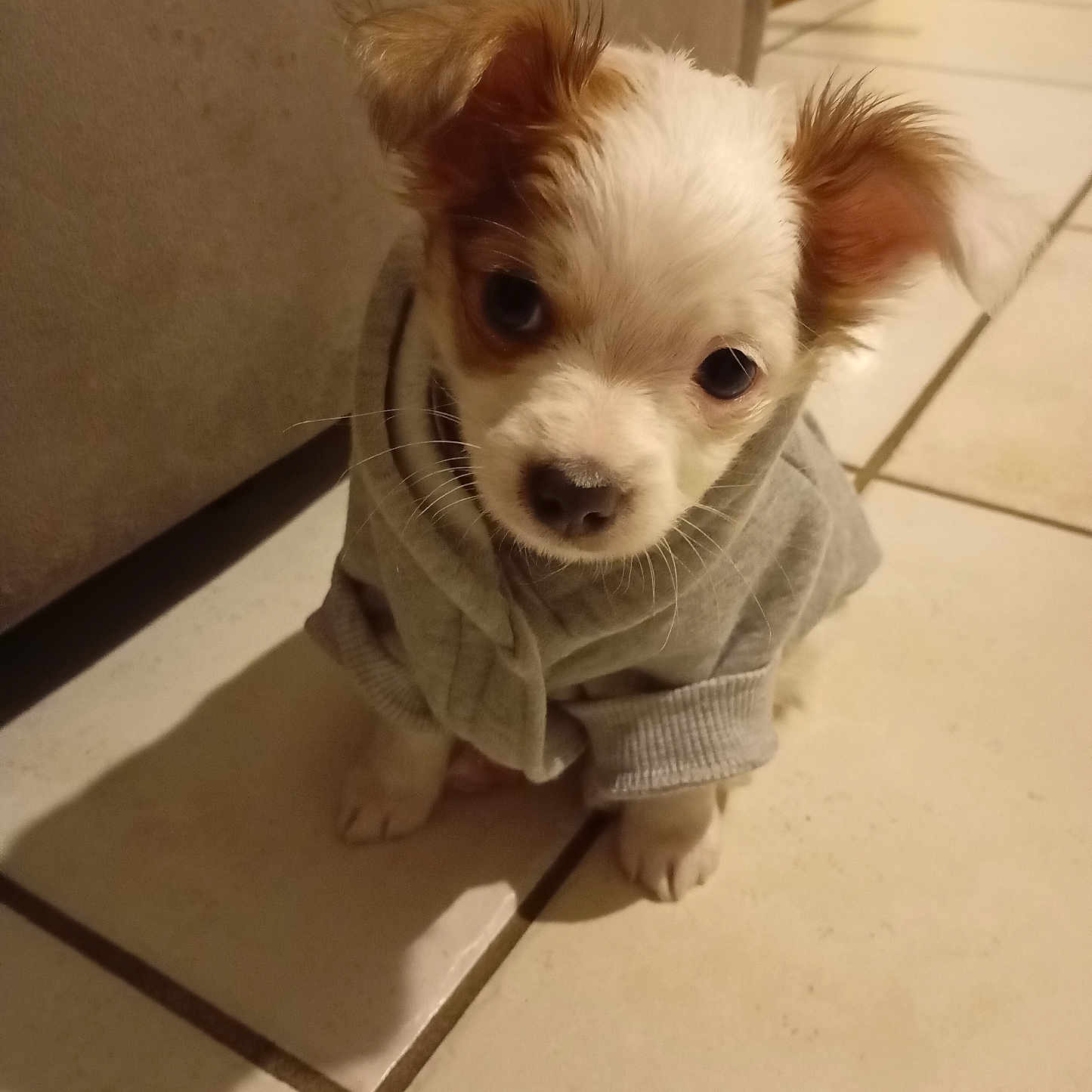 Vogue a rejoint le concours — aidez-le/la à gagner de superbes lots ! animal, canine, chihuahua, clothing, dog, face, head, knitwear, person, pet, photography, portrait, puppy, slate, sweater, sweatshirt, terrier, tile, towel, whitedog