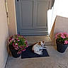 Vogue participe au concours pour gagner de l'argent avec cette photo : dog, small_dog, white_dog, brown_spot, door, gray_door, mat, flower_pot, pink_flowers, plant, porch, sunlight, shadow, concrete_floor, exterior_wall, pet, resting, outdoor, home_entrance, nature