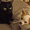 black_cat, small_dog, indoor, blanket, pet, animal, fur, yellow_eyes, white_dog, tan_markings, bedroom, person_legs, shorts, home, cozy, resting, companion, cute, domestic, furry