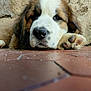 puppy, dog, lying_down, close_up, sleepy, paw, fur, floor, tile, brown, white, black, cute, pet, animal, resting, young, indoor, face, portrait