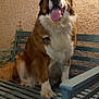 dog, saint_bernard, bench, wooden_bench, tongue_out, happy, pet, fur, large_dog, indoor, wall, textured_wall, floor, tile_floor, paw, sitting, animal, cute, portrait, pet_portrait