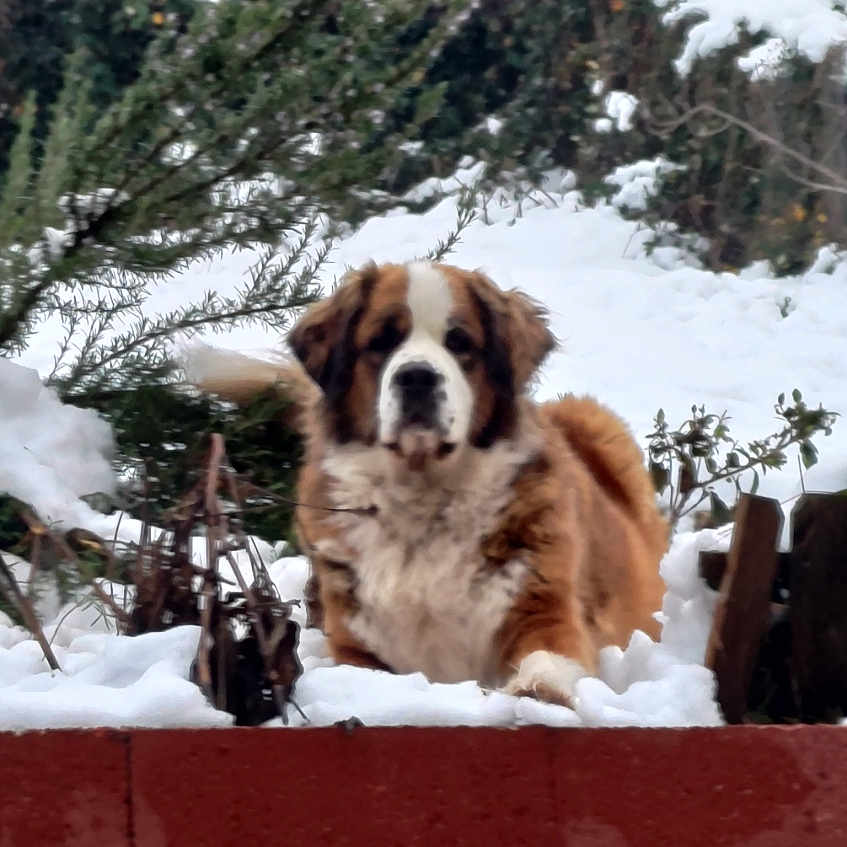 T'Chouka participe au concours pour gagner de l'argent avec cette photo : animal, brick_wall, bush, calm, canine, cold, dog, fence, fur, greenery, landscape, mammal, nature, outdoor, pet, resting, saint_bernard, snow, tree, winter