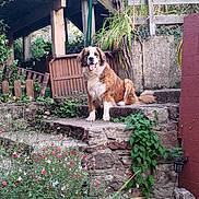 T'Chouka a rejoint le concours — aidez-le/la à gagner de superbes lots ! dog, saint_bernard, stone_steps, garden, flowers, greenery, wooden_fence, rustic, outdoor, pet, sitting, plants, nature, yard, smiling, tongue_out, daylight, bushes, stone_wall, relaxed