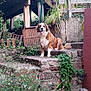 dog, saint_bernard, stone_steps, garden, flowers, greenery, wooden_fence, rustic, outdoor, pet, sitting, plants, nature, yard, smiling, tongue_out, daylight, bushes, stone_wall, relaxed