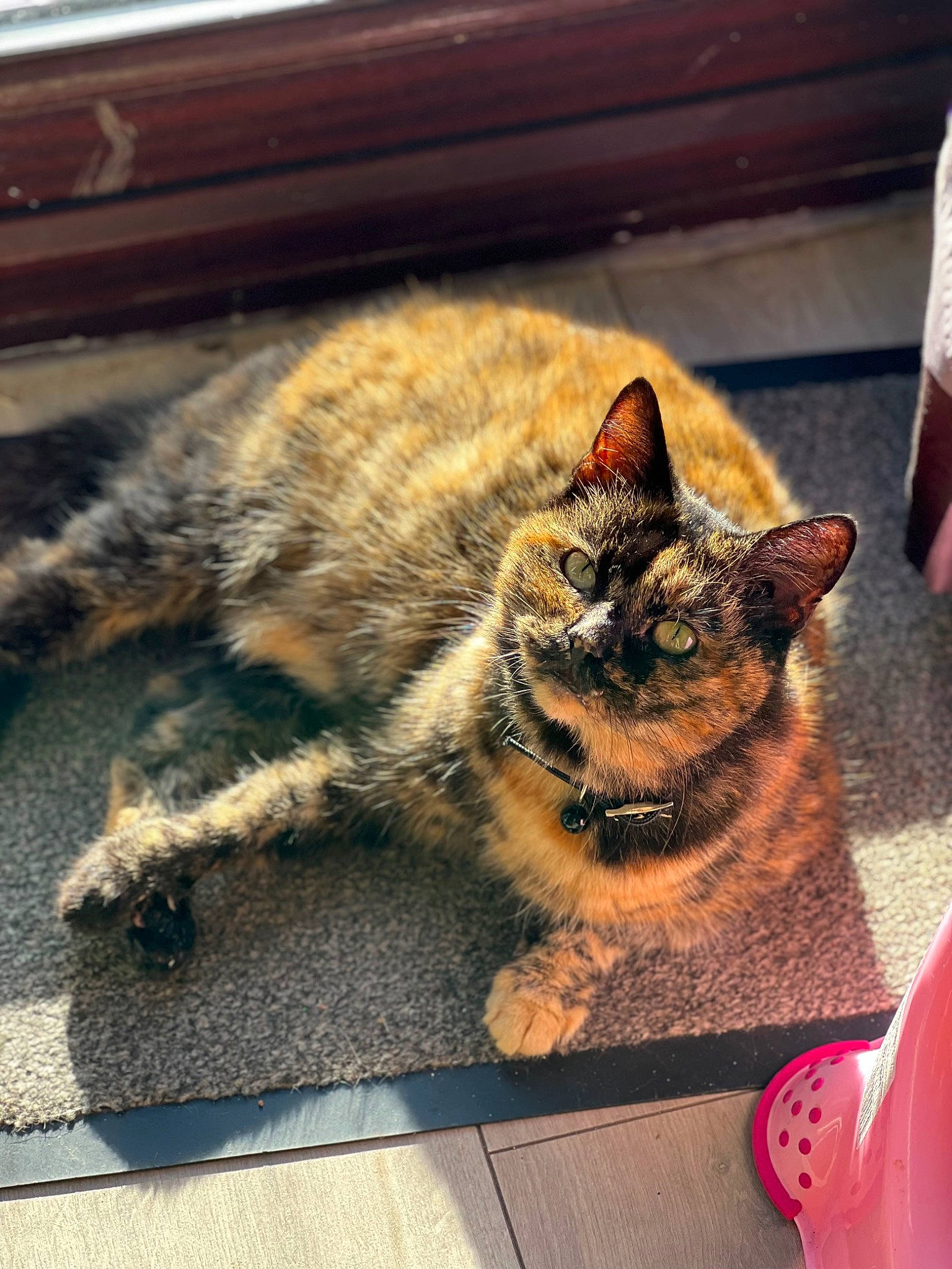 Willow joined the competition — help win amazing prizes! asphalt, carnivore, cat, domestic_short_haired_cat, eye, fawn, felidae, floor, flooring, fur, grass, paw, plant, road_surface, small_to_medium_sized_cats, snout, tail, whiskers, window, wood