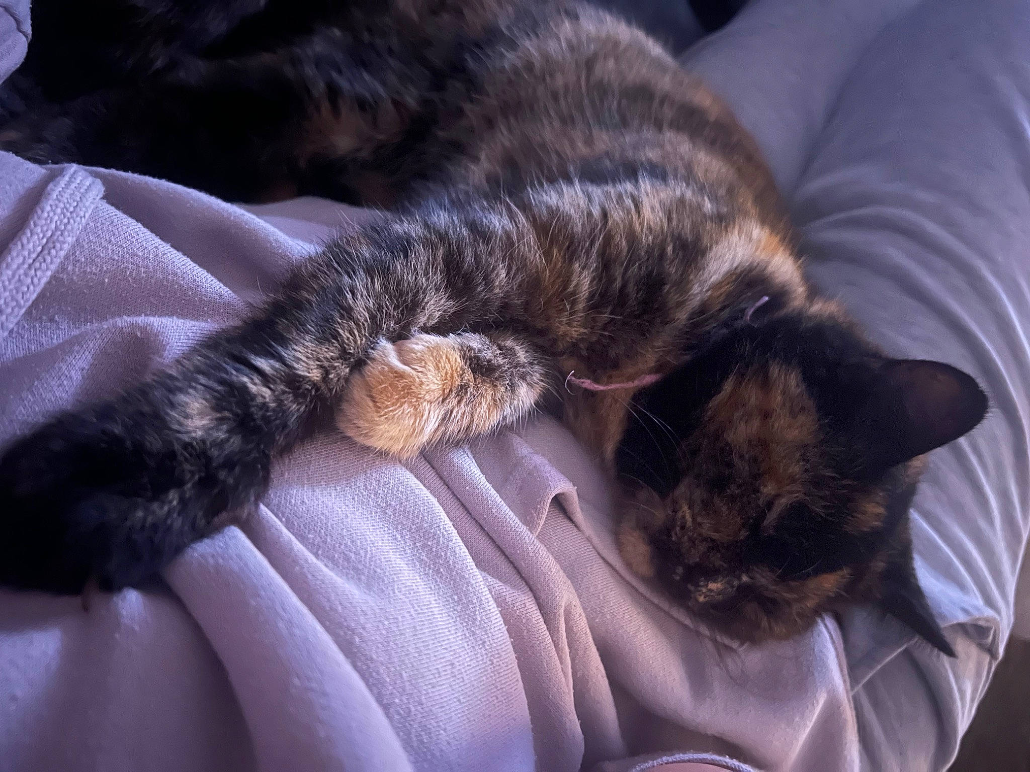 Willow is registered to the contest to win money with this photo: bed, black_cat, carnivore, cat, claw, comfort, couch, domestic_short_haired_cat, felidae, fur, linens, nap, paw, sitting, sleep, small_to_medium_sized_cats, snout, tail, whiskers