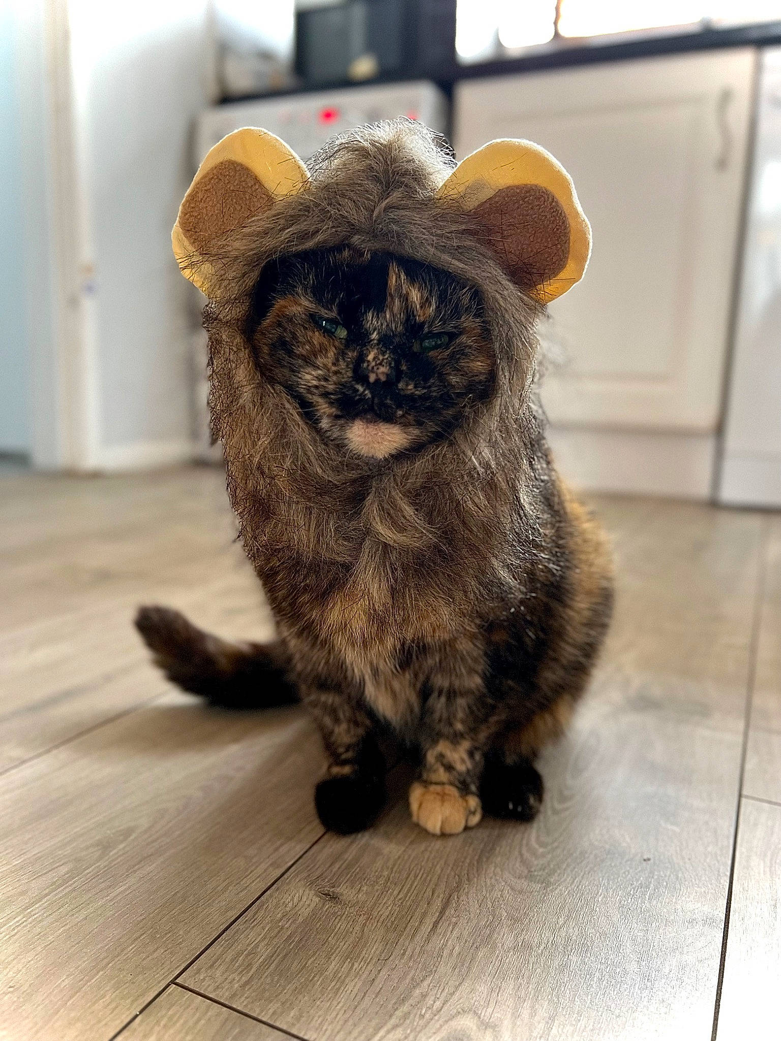 Willow is registered to the contest to win money with this photo: canidae, carnivore, cat, claw, companion_dog, dog_breed, domestic_short_haired_cat, fawn, felidae, flooring, fur, paw, small_to_medium_sized_cats, snout, sporting_group, tail, terrestrial_animal, whiskers, wildlife, wood