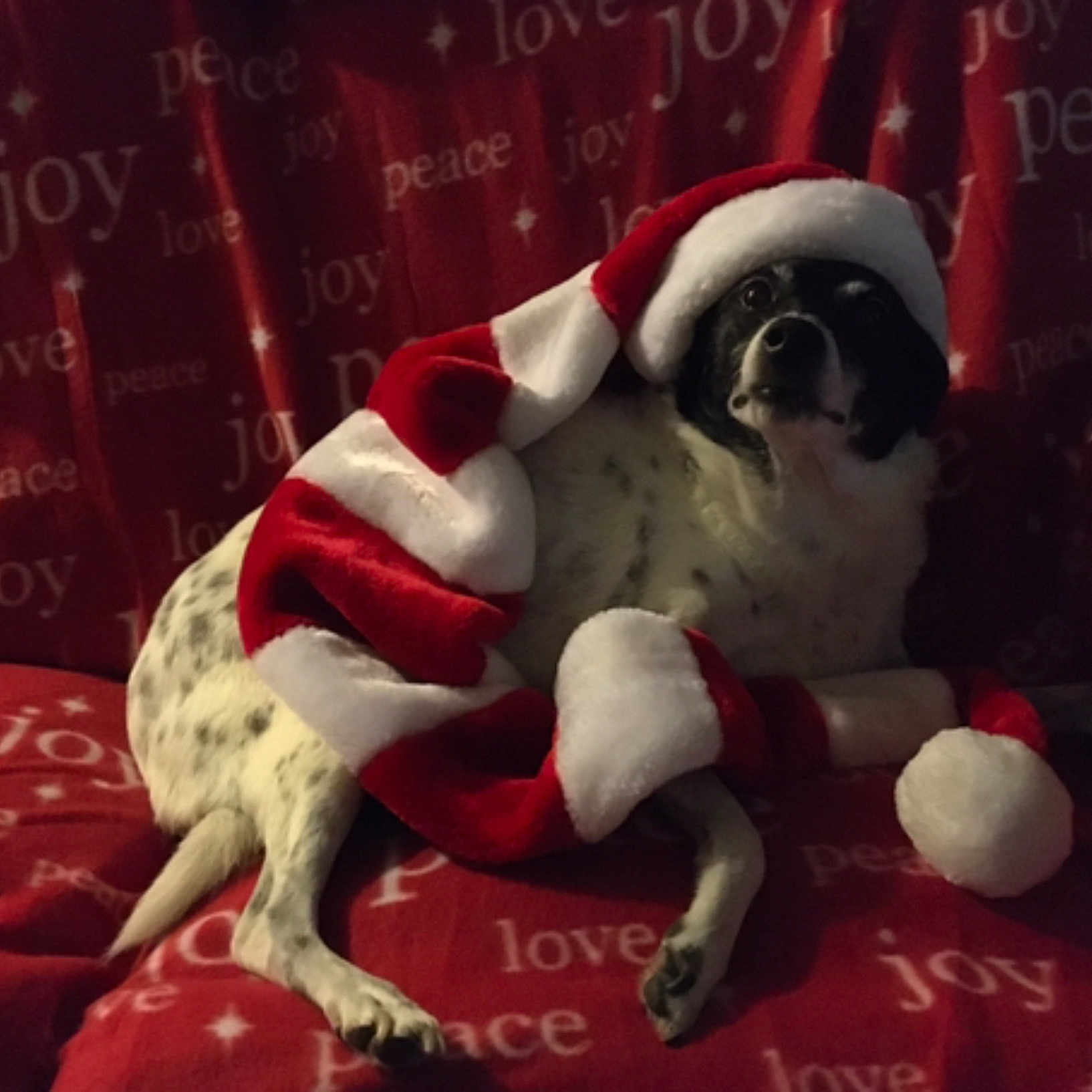 Stella Rae is registered to the contest to win money with this photo: animal, background_text, black_and_white_dog, celebration, christmas, cozy, cute, dog, festive, holiday, indoor, pet, red_blanket, relaxed, resting, santa_hat, seasonal, warm, white_spots, wrapped