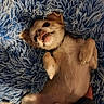animal, blue_blanket, close_up, companion, cozy, cute, cute_expression, dog, domestic_animal, fluffy_blanket, fur, hand, indoor, lying_down, paw, pet, relaxed, resting, sleepy, small_dog