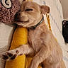 Winnie a rejoint le concours — aidez-le/la à gagner de superbes lots ! adorable, animal, banana_toy, bed, collar, cozy, cute, dog, furry, indoor, nap, owl_pillow, pet, plush_toy, puppy, relaxed, resting, sleeping, small_dog, soft