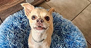 Winnie participe au concours pour gagner de l'argent avec cette photo : blue_bed, canine, close_up, companion_animal, curious_expression, cute, dog, domestic_animal, fluffy, furry, household, indoor, looking_up, pet_bed, red_basket, remote_controls, short_fur, small_dog, tile_floor, wooden_cabinet
