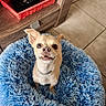blue_bed, canine, close_up, companion_animal, curious_expression, cute, dog, domestic_animal, fluffy, furry, household, indoor, looking_up, pet_bed, red_basket, remote_controls, short_fur, small_dog, tile_floor, wooden_cabinet