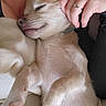 Winnie a rejoint le concours — aidez-le/la à gagner de superbes lots ! animal, blanket, closeup, comfort, cozy, cute, dog, domestic, fur, gentle, hand, human, indoor, nap, pet, relaxed, resting, ring, sleeping, soft