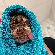Stacy is registered to the contest to win money with this photo: dog, wet, towel, blue_towel, tongue_out, small_dog, cute, close_up, bathroom, pet, wrapped, snug, fur, face, nose, eyes, playful, cozy, indoor, portrait