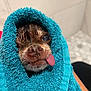 dog, wet, towel, blue_towel, tongue_out, small_dog, cute, close_up, bathroom, pet, wrapped, snug, fur, face, nose, eyes, playful, cozy, indoor, portrait