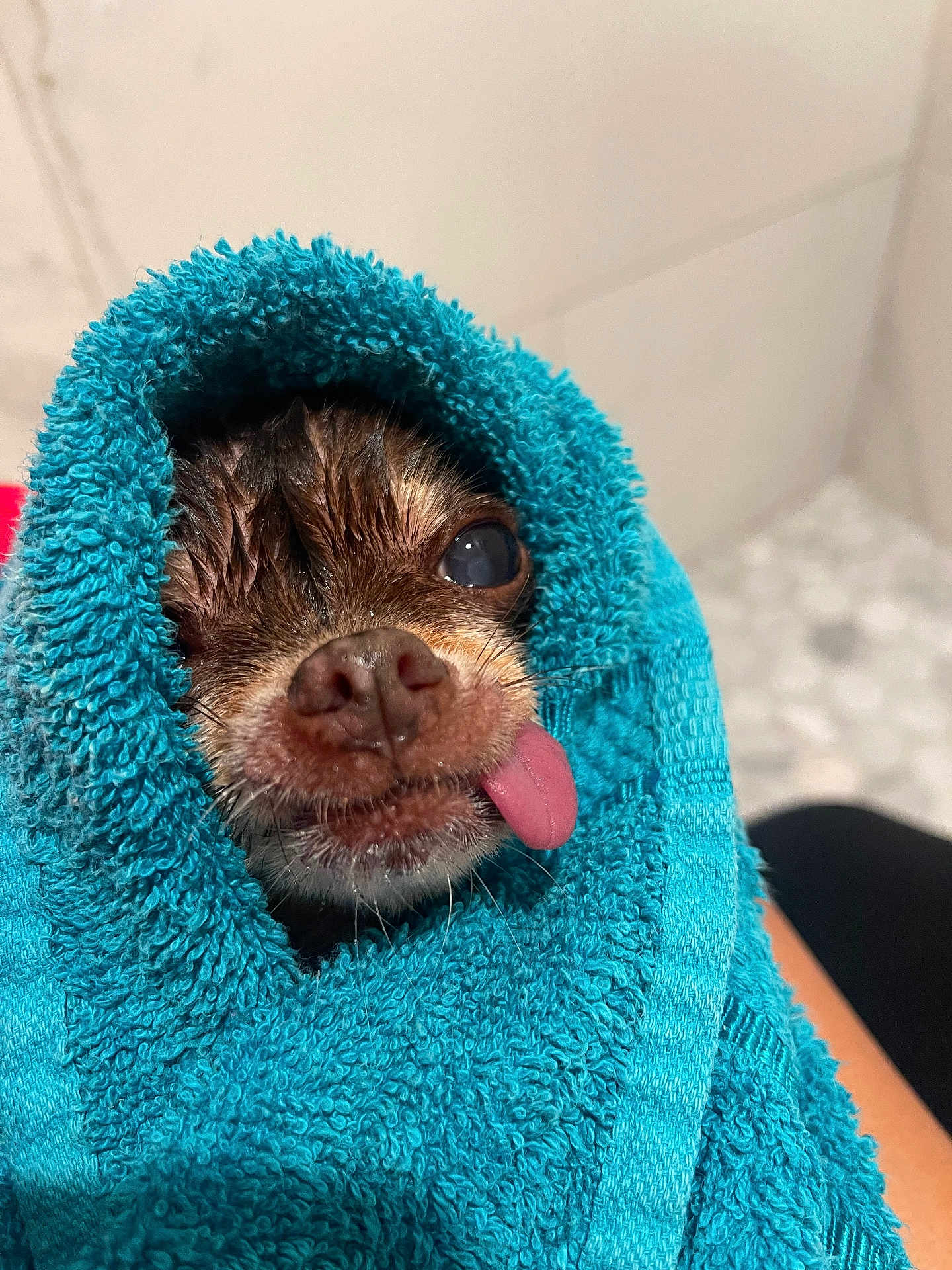 Stacy is registered to the contest to win money with this photo: dog, wet, towel, blue_towel, tongue_out, small_dog, cute, close_up, bathroom, pet, wrapped, snug, fur, face, nose, eyes, playful, cozy, indoor, portrait
