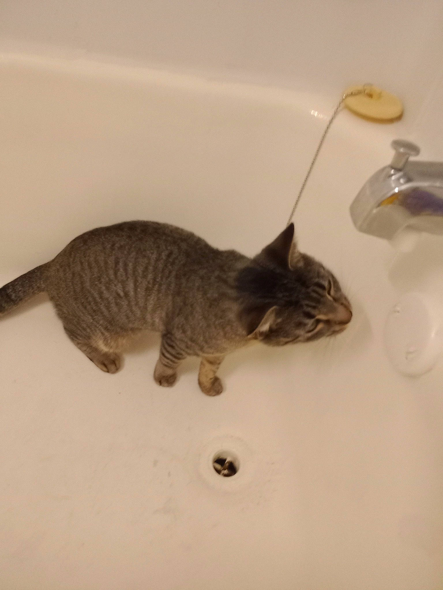 Luna joined the competition — help win amazing prizes! bathroom, carnivore, cat, claw, domestic_short_haired_cat, felidae, fluid, fur, kitchen_utensil, plumbing, plumbing_fixture, small_to_medium_sized_cats, snout, tail, terrestrial_animal, whiskers