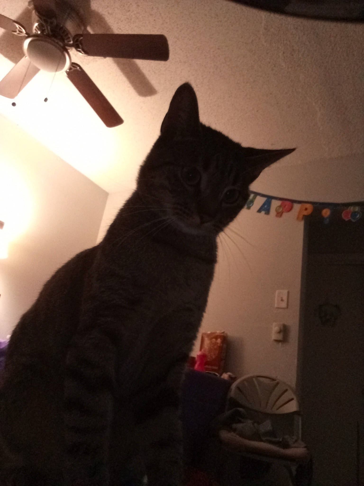 Luna is registered to the contest to win money with this photo: carnivore, cat, ceiling, ceiling_fan, comfort, darkness, domestic_short_haired_cat, felidae, fur, grey, home_appliance, mechanical_fan, room, small_to_medium_sized_cats, stairs, tail, tints_and_shades, whiskers, window, wood