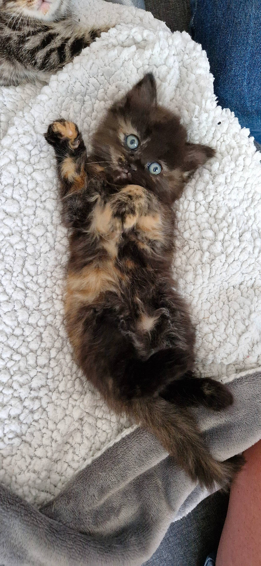 Framboise a rejoint le concours — aidez-le/la à gagner de superbes lots ! abyssinian, animal, blanket, brasssection, cat, clothing, couch, cushion, furniture, homedecor, horn, jeans, kitten, manx, musicalinstrument, pants, person, pet, quilt, siamese