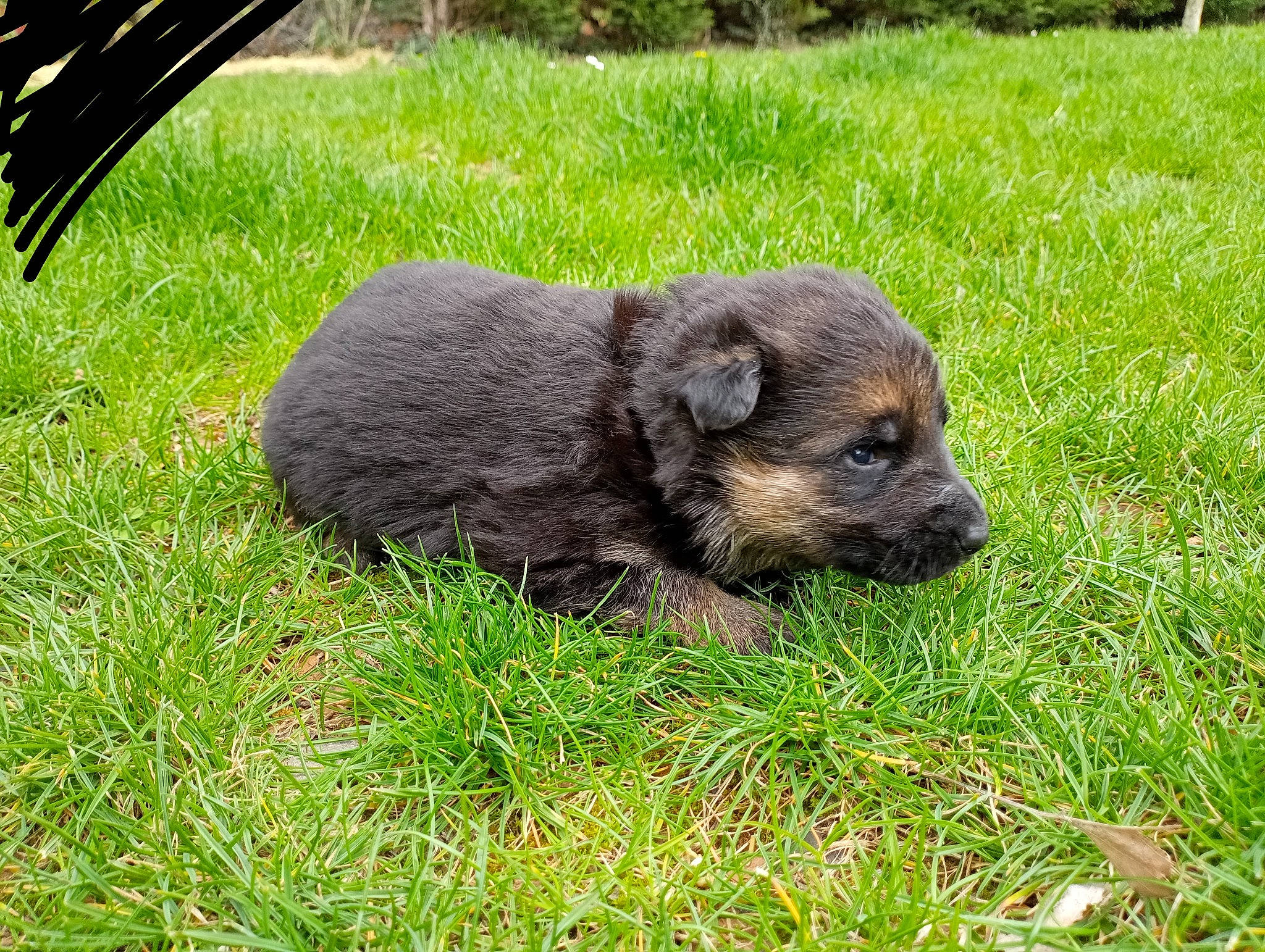 Paga participe au concours pour gagner de l'argent avec cette photo : canidae, carnivore, companion_dog, dog, dog_breed, grass, groundcover, liver, plant, puppy, snout, sporting_group, terrestrial_animal, whiskers, wildlife, working_animal
