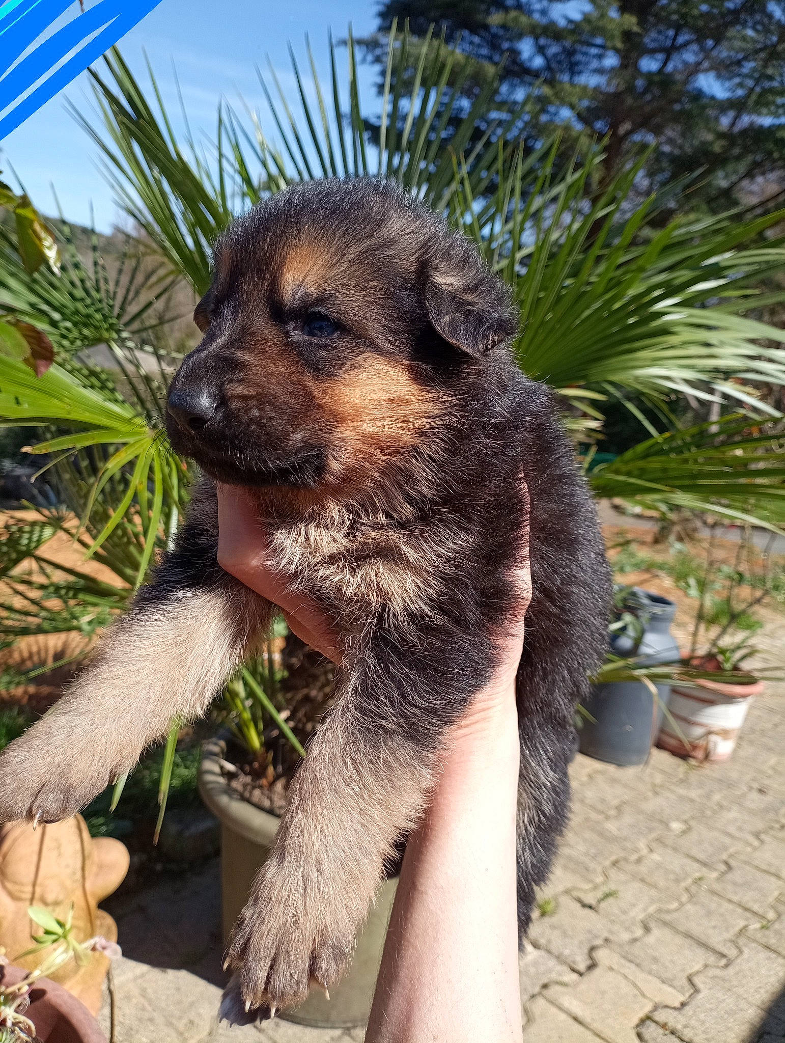 Paga a rejoint le concours — aidez-le/la à gagner de superbes lots ! arecales, canidae, carnivore, dog, dog_breed, fawn, flowerpot, fur, grass, houseplant, koala, palm_tree, plant, sky, snout, terrestrial_animal, terrestrial_plant, tree, whiskers, wildlife