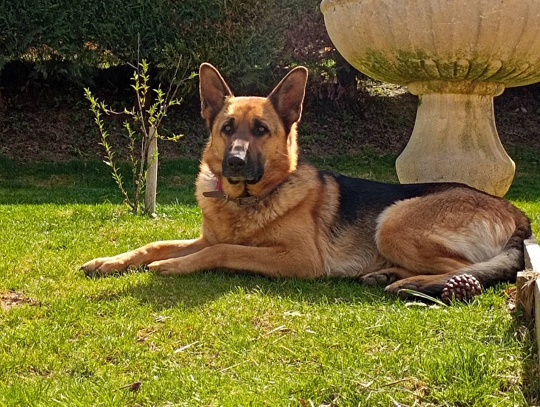 Paga a rejoint le concours — aidez-le/la à gagner de superbes lots ! ancient_dog_breeds, canidae, carnivore, companion_dog, dog, dog_breed, east_european_shepherd, fawn, grass, herding_dog, king_shepherd, plant, snout, sporting_group, tail, terrestrial_animal, wildlife, working_animal, working_dog