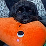 Walter joined the competition — help win amazing prizes! animal, black_dog, brown_eyes, carrot, closeup, companion, couch, cozy, cute, dog, home, indoor, pet, pillow, plush_toy, relaxed, resting, snuggle, soft_texture, stuffed_animal