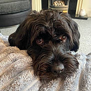 Walter joined the competition — help win amazing prizes! animal, black_dog, blanket, carpet, close_up, comfort, cozy, cute, dog, eyes, face, fur, furniture, home, indoors, mammal, pet, relaxation, resting, snout