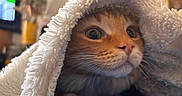 Mao Mao participe au concours pour gagner de l'argent avec cette photo : cat, orange_cat, pet, animal, whiskers, blanket, fur, cute, indoor, close_up, curious, wide_eyes, cozy, soft_texture, resting, nose, paw, warm, feline, domestic